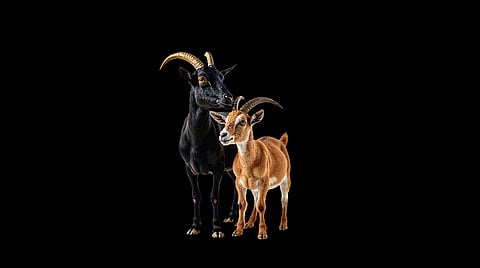 ஆடுகள் ஏன் முட்டிக்கொள்கின்றன? | உயிரினங்களின் மொழி - 18