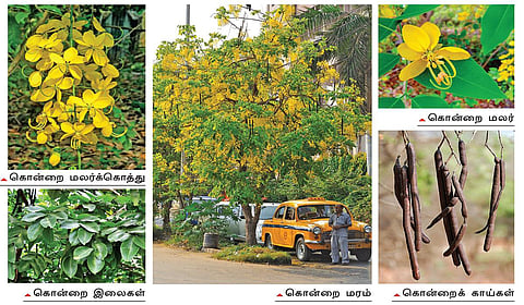 தங்க மழை பொழிகிறது! | ஆயிரம் மலர்களே மலருங்கள் 2