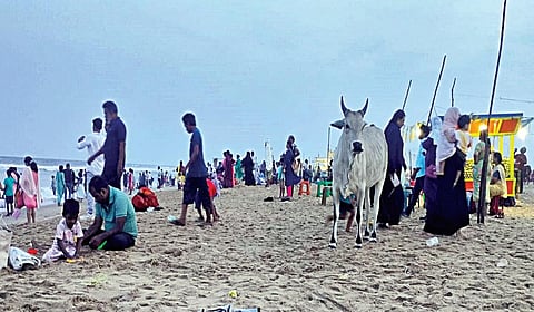 மெரினாவில் பொதுமக்களை அலறவிடும் கால்நடைகள்