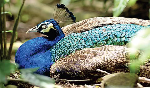 பறவை எவ்வாறு தூங்கும்? | பறப்பதுவே 18