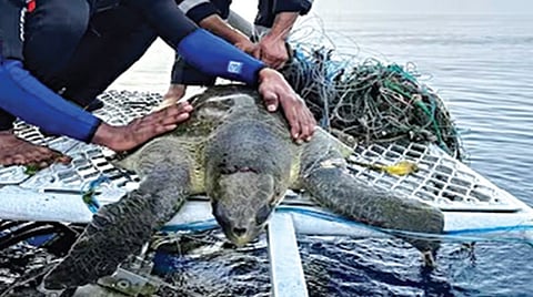 ஒடிசா கடல் பகுதியில் மீன்பிடி வலையில் சிக்கிய ஆலிவ் ரிட்லி ஆமையை மீட்ட கடலோர பாதுகாப்புப் படை வீரர்கள்.