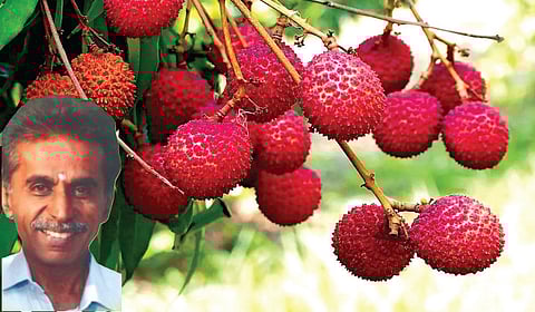 லிச்சி பழங்கள். (உள்படம்) வீரஅரசு