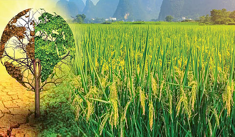 உணவு உற்பத்திக்கு ஆபத்தாகும் காலநிலை மாற்றம் | சொல்... பொருள்... தெளிவு