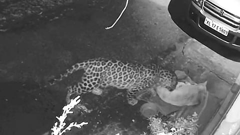 வீட்டின் முன் படுத்து கிடந்த வளர்ப்பு நாயை தூக்கிச் செல்லும் சிறுத்தைப் புலி. (கண்காணிப்பு கேமரா பதிவு)