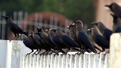 ஒவ்வொரு பறவைக்கும் ஒவ்வொரு ஃபீலிங்... பறவைகளின் உள்ளுணர்வும், சில சுவாரஸ்யங்களும்!