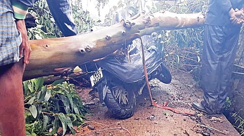 ஊட்டி அருகே புது​மந்து பகு​தி​யில் இருசக்கர வாக​னம் மீது விழுந்த மரம்.