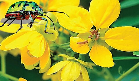 பொன்வண்டு மரம்