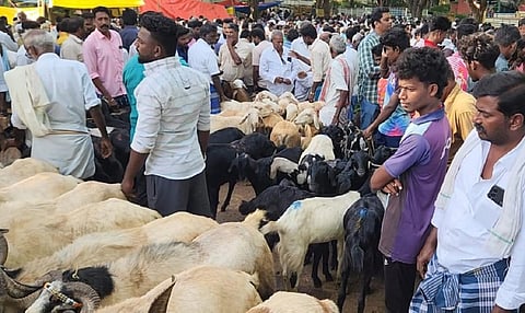பக்ரீத் பண்டிகை: வாணியம்பாடி ஆட்டு சந்தையில் ரூ.4 கோடிக்கு வர்த்தகம்