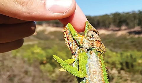 பச்சோந்தி கடித்தால் விஷமா? - டிங்குவிடம் கேளுங்கள்