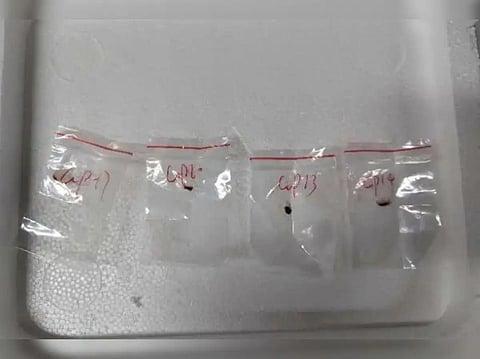 நோய் பரப்பும் அபாயகரமான பூஞ்சையை அமெரிக்காவுக்கு கடத்திய சீன விஞ்ஞானிகள் கைது