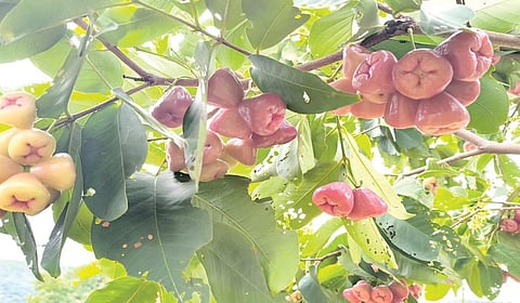 அஞ்செட்டி அருகே உரிகம் பகுதியில் உள்ள விவசாய தோட்டத்தில் மரங்களில் காய்த்துக் குலுங்கும் வாட்டர் ஆப்பிள்கள்.