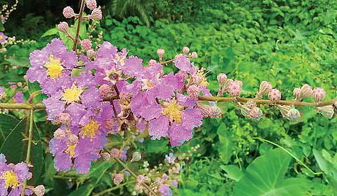 சங்கம் பாடிய மருதம் எது? | ஆயிரம் மலர்களே மலருங்கள் 3