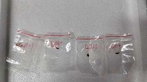 கரோனாவைவிட மோசமான கிருமியை அமெரிக்காவுக்கு கடத்திய சீனா: மூத்த அரசியல் விமர்சகர் எச்சரிக்கை