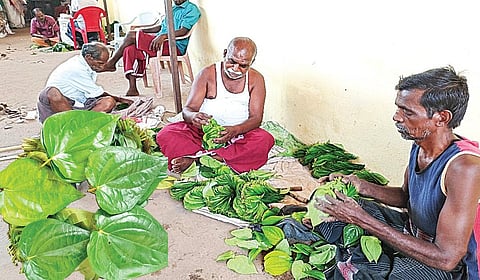 வெற்றிலையை தரம் பிரிக்கும் பணியில் ஈடுபட்டுள்ள தொழிலாளர்கள்.