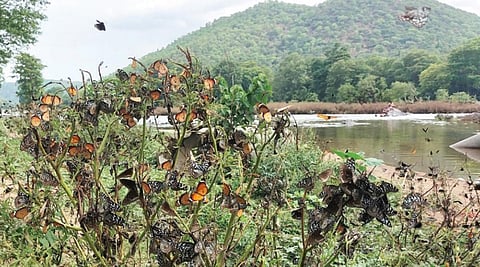 ஓசூர் காவிரி பகுதியில் வலசை வந்துள்ள பட்டாம்பூச்சிகள்!