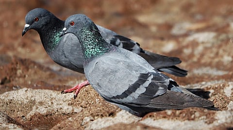 புறாக்களின் மொழி | உயிரினங்களின் மொழி - 23