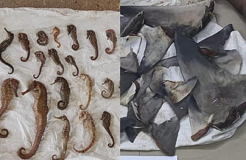 22 கடல் குதிரைகள், 34 சுறா துடுப்புகள் பறிமுதல், இருவர் கைது: திண்டிவனம் வனத்துறையினர் அதிரடி