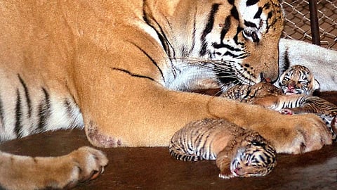 ஒரு புலி, 4 குட்டிகளை விஷம் வைத்து கொன்றதாக கர்நாடகாவில் 3 பேர் கைது