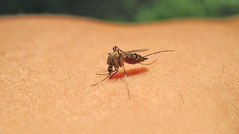 அசாமில் ஜப்பானிய மூளைக்காய்ச்சலுக்கு இதுவரை 10 பேர் உயிரிழப்பு; 44 பேர் பாதிப்பு