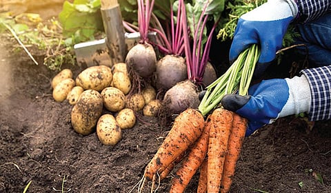 இயற்கை வேளாண் விளைபொருள் சந்தை: யார் கையில் இருக்க வேண்டும்?