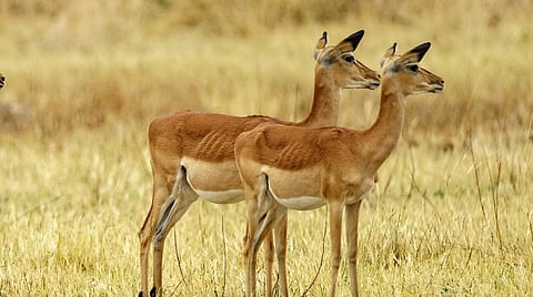 மான் எப்படித் தகவல்களைப் பரிமாறும்?