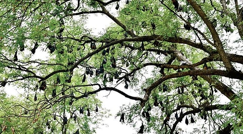 படம்: நா.தங்கரத்தினம்