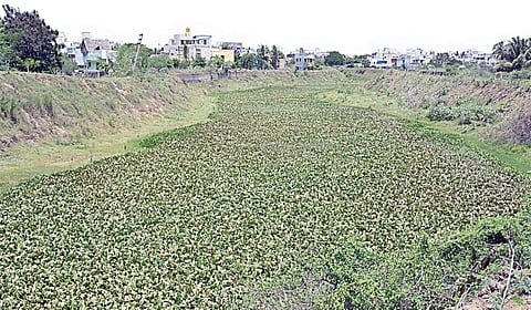 அடையாறு ஆற்றில் ஆகாய தாமரையை எப்போ அகற்ற போறீங்க? - புறநகர் மக்கள் எதிர்பார்ப்பு