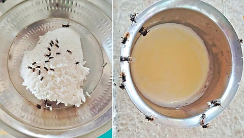 ‘ஈ’க்களின் தொல்லையால் கிராமத்தை காலி செய்யும் மக்கள் - திருச்செங்கோடு அருகே தீராத பிரச்சினை