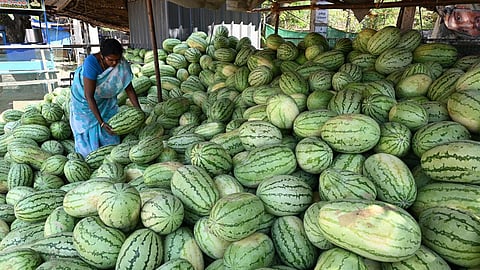 தர்பூசணி விவசாயிகளுக்கு இழப்பீடு: பரிசீலிக்க தமிழக அரசுக்கு ஐகோர்ட் உத்தரவு