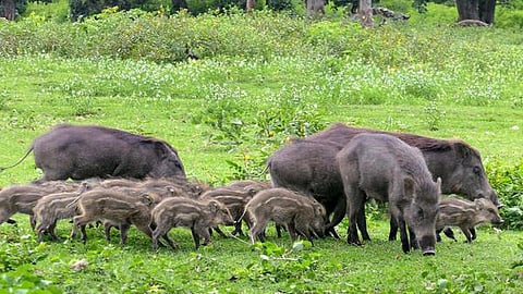 காட்டுப் பன்றிகளை கொல்வது நியாயமா?