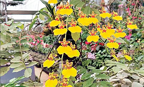 ஊட்டி தாவரவியல் பூங்காவில் 2-ம் சீசனுக்காக 60 வகையான, 5 லட்சத்துக்கும் மேற்பட்ட வண்ண மலர்ச் செடிகள், குன்னூர் சிம்ஸ் பூங்காவில் 2 லட்சம் விதைகள் மற்றும் நாற்றுகளை நடவு செய்யும் பணிகள் நடைபெற்று வருகின்றன.