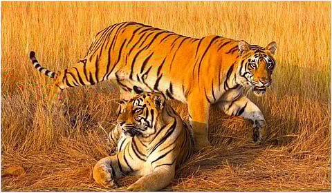 புலிகளைப் பாதுகாப்பதன் வழியே நம் காடுகளின் ஆன்மாவை நாம் பாதுகாக்கிறோம்: முதல்வர் ஸ்டாலின்