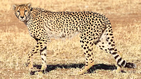 சிறுத்தைகள் எவ்வாறு தொடர்பு கொள்கின்றன?