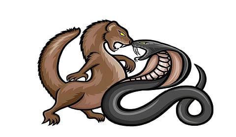 பாம்பின் விஷம் ஏன் கீரியைக் கொல்வதில்லை? | டிங்குவிடம் கேளுங்கள்