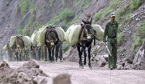 கின்னஸில் இடம்பெற்ற பெடோங்கி! | வரலாறு முக்கியம் மக்களே! - 10