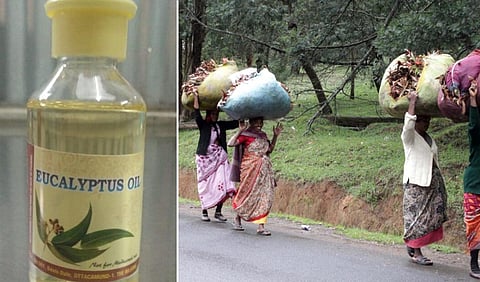 நலிவடைந்து வரும் நீலகிரி தைலம் தயாரிப்பு தொழில் - காரணம் என்ன?