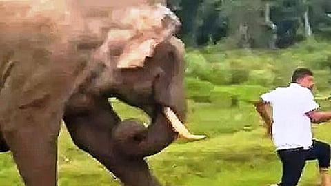 முதுமலை - பந்திப்பூர் சாலையில் காட்டு யானை தாக்கியதில் சுற்றுலா பயணி படுகாயம்!