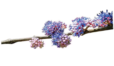 கண் முன் விரிந்த சங்க இலக்கியக் காட்சி | ஆயிரம் மலர்களே மலருங்கள் 7