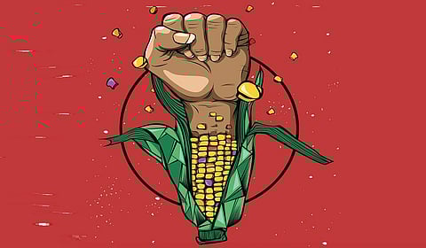 மக்காச்சோளப் புரட்சி உணர்த்தும் முக்கியப் பாடம்!