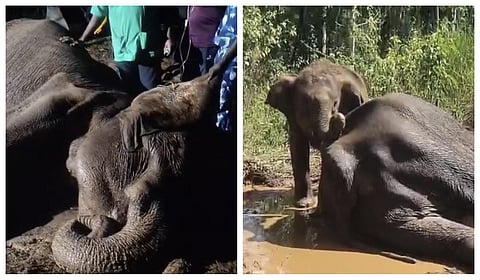 கொடைக்கானலில் மயங்கி விழுந்த தாய் யானை: பாசப் போராட்டம் நடத்திய குட்டி யானை!
