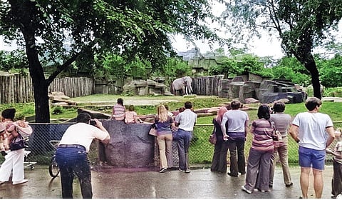 ஸிக்கி: குழந்தைகளால் மீண்ட யானை! | வரலாறு முக்கியம் மக்களே! - 13