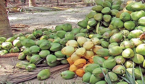 அறுவடை செய்து குவித்து வைக்கப்பட்டுள்ள இளநீர். (கோப்பு படம்)