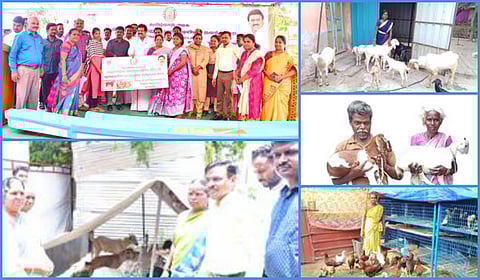 கால்நடை வளர்ப்புக்கு கைகொடுத்த பழங்குடியினர் நலத்துறை: திருவள்ளூர், காஞ்சி, செங்கை, விழுப்புரத்தில் 1,000 குடும்பங்களில் நம்பிக்கை விதை