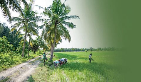 ஆரோவில் அன்னபூர்ணா: இயற்கைப் புதையல் காக்கப்படுமா?