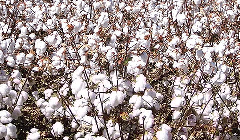 வரியில்லாப் பருத்தி இறக்குமதி விவசாயிகளுக்குப் பலன் தருமா?