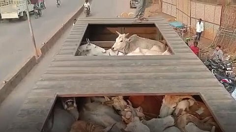 உ.பி.யில் நீட் மாணவர் கொலை வழக்கு: மாடு கடத்தும் கும்பலை சேர்ந்த 4 பேர் கைது