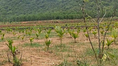 அரூர், பாப்பிரெட்டிப்பட்டி பகுதிகளில் பாக்கு மரக்கன்று நடுவதில் விவசாயிகள் ஆர்வம்!