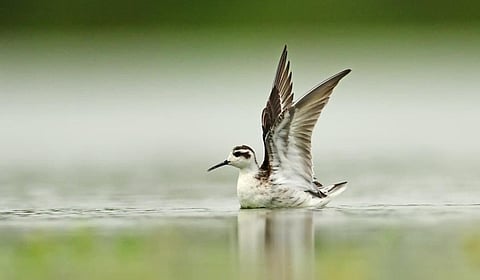 செங்கழுத்து உள்ளான்... நஞ்சராயன் குளத்தில் முதல் முறையாக தஞ்சம்!