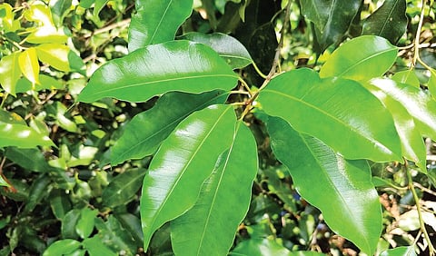 மணம் பரப்பும் மகிழ்ச்சி | ஆயிரம் மலர்களே மலருங்கள் 10