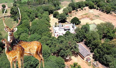 அழகுநாச்சியம்மன் கோயில் காடு